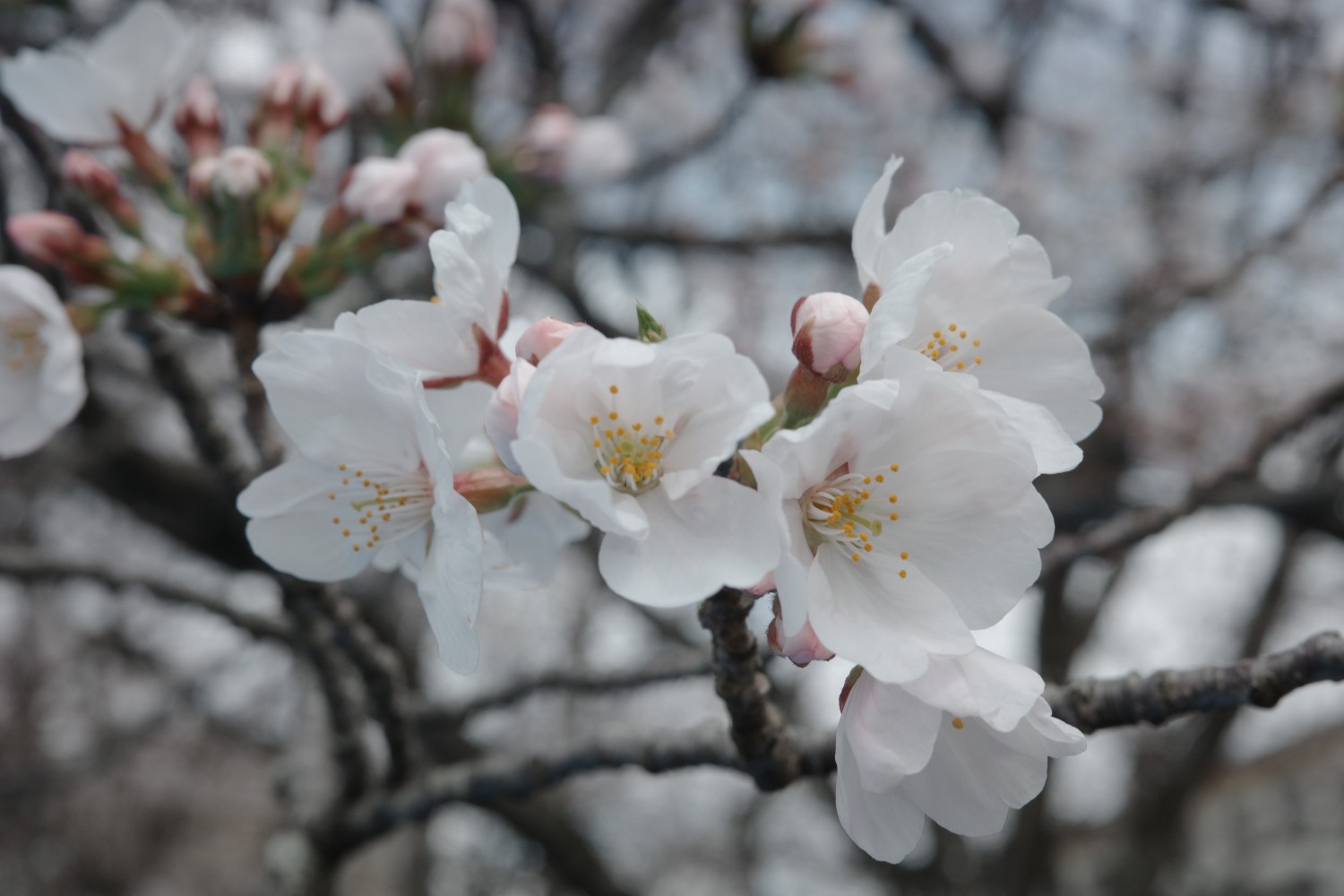 山口大學三月留學生活報告